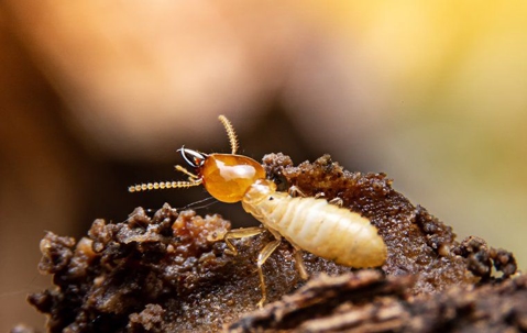 termite