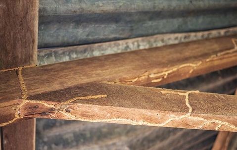 wood after termite invasion