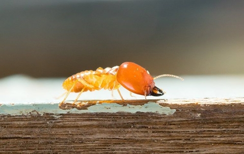 Termite on wood