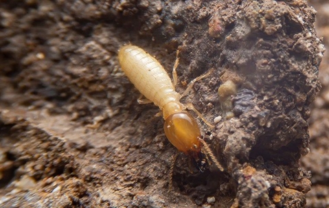 termite in dirt