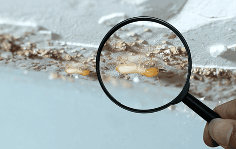 magnifying glass showing termites