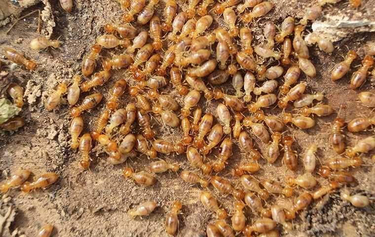 termites swarming on wood