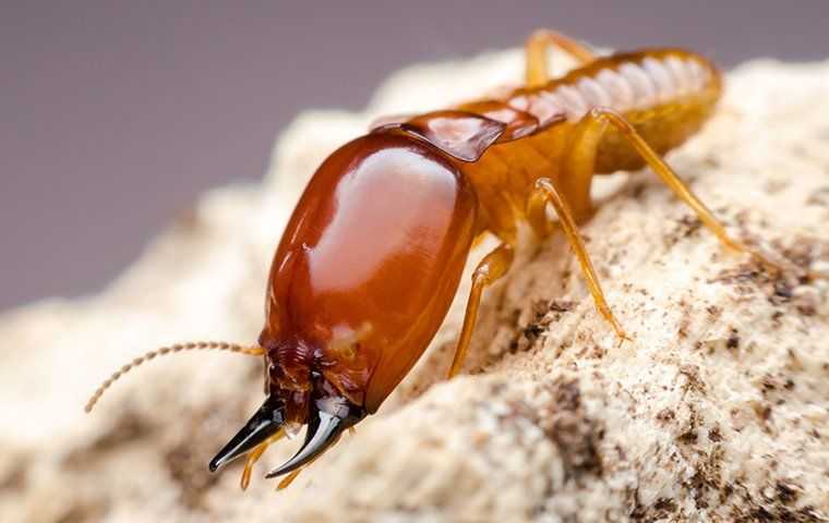 A big termite crawling across a pile of sawdust