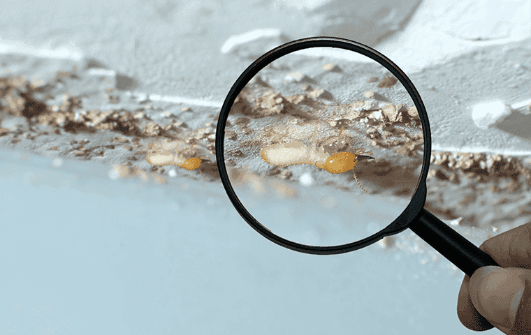 termite under magnifying glass