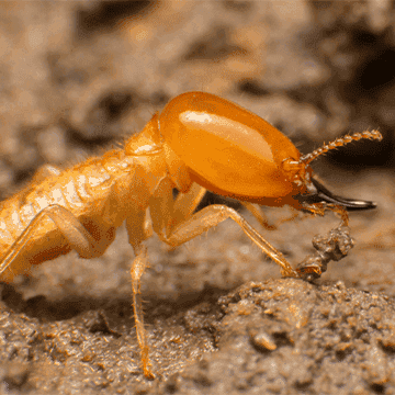 Termite closeup