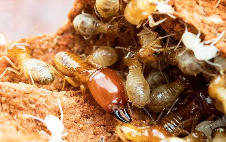 subterranean termites in Mendocino coast
