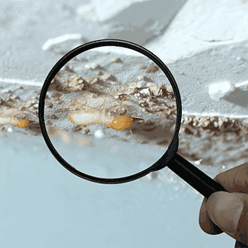 termite being inspected by magnifying glass