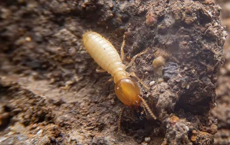 termite chewing on wood