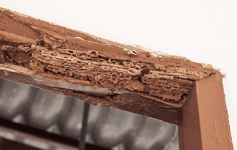 doorframe with termite damage