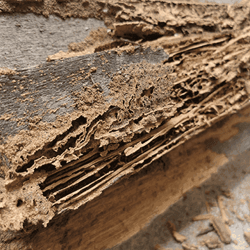 termite damage